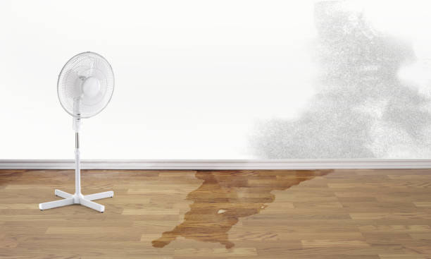 Best Basement water damage restoration  in Rineyville, KY
