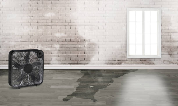Best Water damage restoration insurance claims  in Rineyville, KY